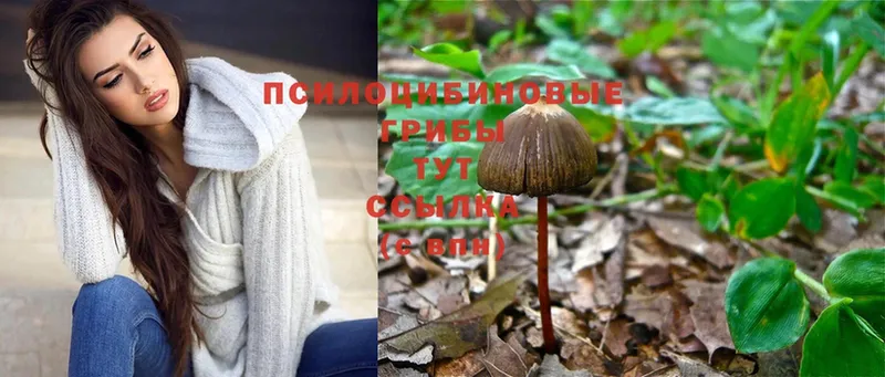 наркота  Пятигорск  Псилоцибиновые грибы Magic Shrooms 